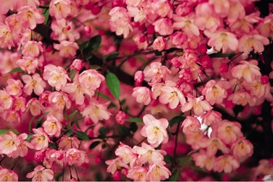 Flowers Spring Flowers Pink Nature Desktop Backgrounds ~ Flowers ...