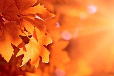 Download Wallpapers 1680x1050 Autumn, Leaves, Bokeh 1680x1050 HD ...