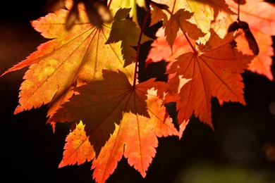 Autumn Leaves Backgrounds