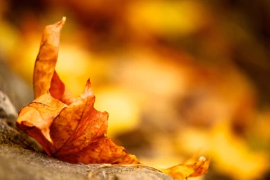 Autumn Leaves Backgrounds
