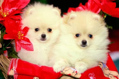 Cute Dogs Pictures Wallpapers For Desktop Wallpapers