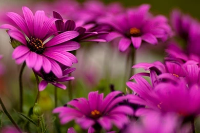 Flower Free Wallpapers Free Download For Desktop