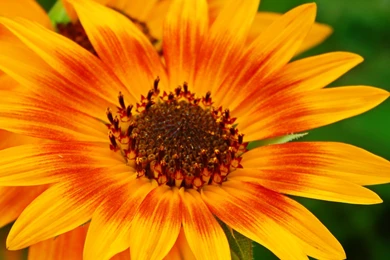 Flowers: Sunflower Plant Nature Flower Free Desktop Wallpapers For ...