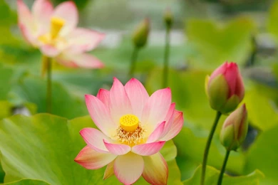 Flowers Rain Pink Water Drops Petals Free Desktop Wallpapers ...