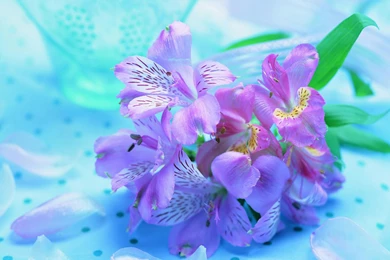 Free Beautiful Fresh Flowers Computer Desktop Wallpapers