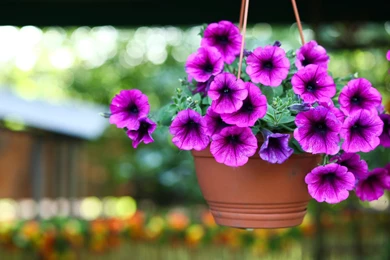 Flowers Violet Flowers Flower Beauty Petunias Purple Bokeh Basket ...