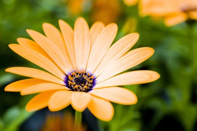 Flowers Lovely Orange Flower Flowers Nature Free Desktop Wallpapers ...