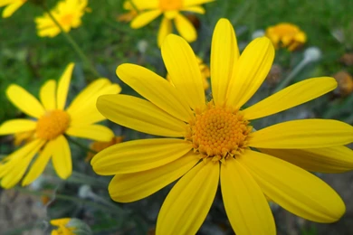 Flowers: Yellow Flowers Petals Soft Free Desktop Wallpapers For ...