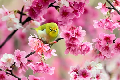 Spring In Japan Wallpapers