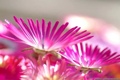 Japan Flowers Wallpapers 2   Crazy Frankenstein