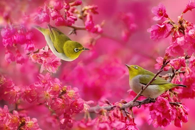 Japanese White eye Birds Couple Sakura Cherry Blossoms Flowers ...