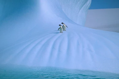 Free Antarctica Wallpapers   HD Wallpapers