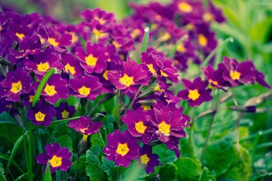 Purple Flowers Hd Wallpapers