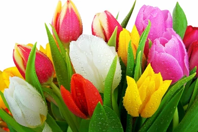 Tulip Flowers Hd Wallpapers