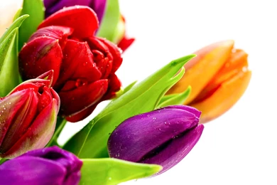 Tulip Flower High Resolution HD Wallpapers 2015   All HD Wallpapers