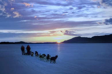 Dogs Of Antarctica   HD Wallpapers Widescreen   1680x1050