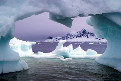 Antarctica Gentoo Penguins Wallpapers