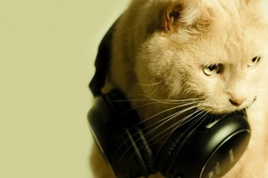 Headphones Cats Animals Dj 1920x1200 Wallpapers – Animals Cats HD ...