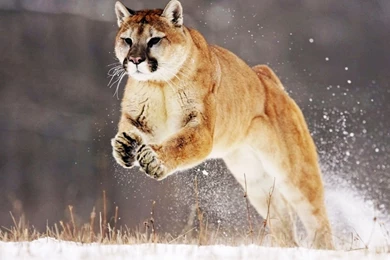 Images Of A Mountain Lion