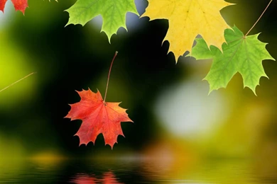Autumn Maple Leafs Android Wallpapers Free Download
