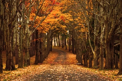 Late Autumn HD Desktop Wallpapers : High Definition : Mobile : Dual ...