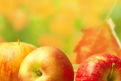 Autumn Apples Wood Table Android Wallpapers Free Download