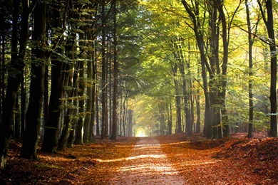 Best Free Wallpapers Download,desktop Wallpapers