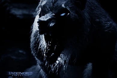Free Wallpapers   Free Movie Wallpapers   Underworld Evolution ...