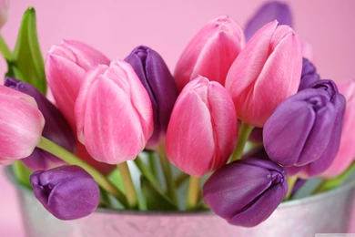 Pink And Purple Tulips HD Desktop Wallpapers : High Definition ...