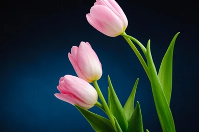 Tulips Wallpapers