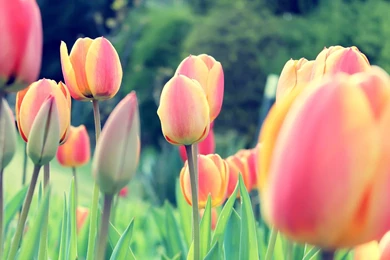 Tulips Wallpapers