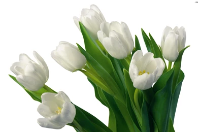 YouWall   White Tulips Wallpapers   Wallpaper,wallpapers,free ...