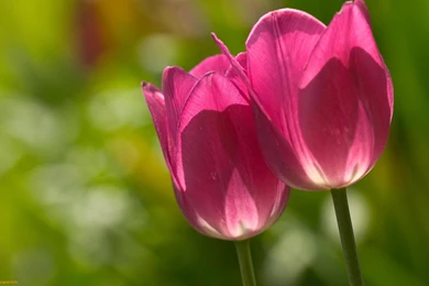 Tulips, Wallpaper, Images, Wmwallpapers (