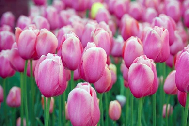 Mobile Tulips Wallpapers