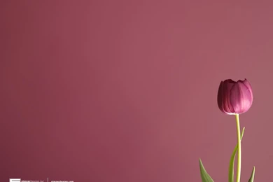 Wallpapers Tulips Lavender Rose Tulip With Resolution 1024x768 ...