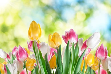 Tulips Wallpaper Backgrounds 2301 2560x1600   UMad.com