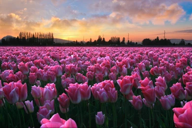 Pink Tulips