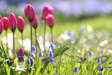 YouWall Wild Tulips Wallpapers Wallpaper,wallpapers,free ...