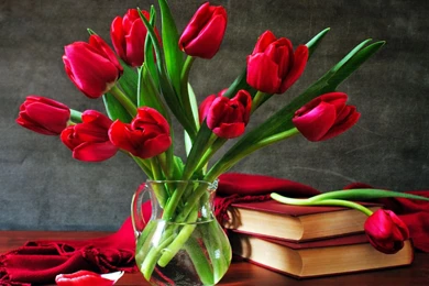 Red Tulip Wallpapers   Wallpapers Cave