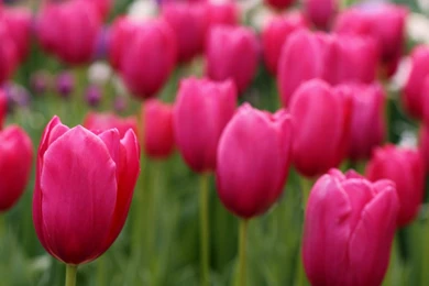 Tulips Wallpapers 2306 1920x1080 Px ~ UMad.com