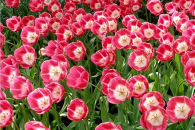 Beautiful Flowers HD Wallpapers Tulips Wallpapers     Amazing ...