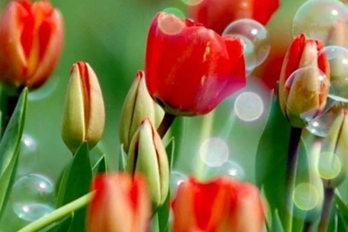 Flower Wallpapers For Samsung Galaxy S5 52.jpg