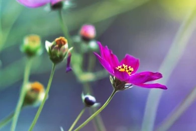 Flower Samsung Galaxy Note 3 Wallpapers 99, Samsung Galaxy Note 3 ...