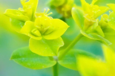 HTC One Max Plant Wallpapers HD 05, HTC One Wallpapers HD