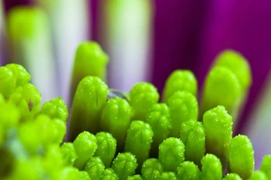 Flower Petals Macro, Purple And Green iPhone Wallpapers