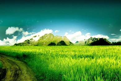 Delightful Scenes Of Field Wallpapers