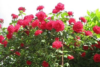 Rose Flowers Wallpapers