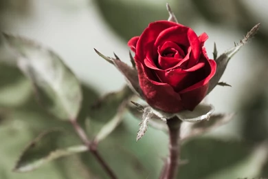 Red Rose Flowers Images And Wallpapers Download