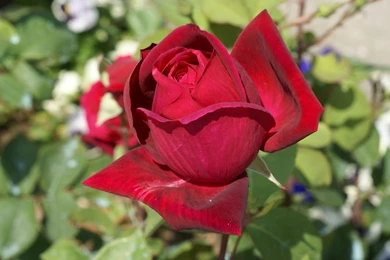 Rose Flowers Wallpapers » WallDevil   Best Free HD Desktop And ...