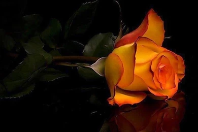 Beautiful Images Wallpapers Rose Flower Online Delivery Free